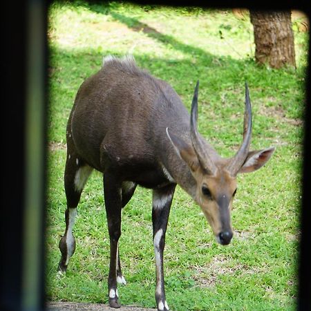 Giraffe Plains Villa Marloth Park Luaran gambar