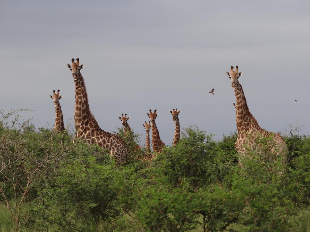 Giraffe Plains Villa Marloth Park Luaran gambar
