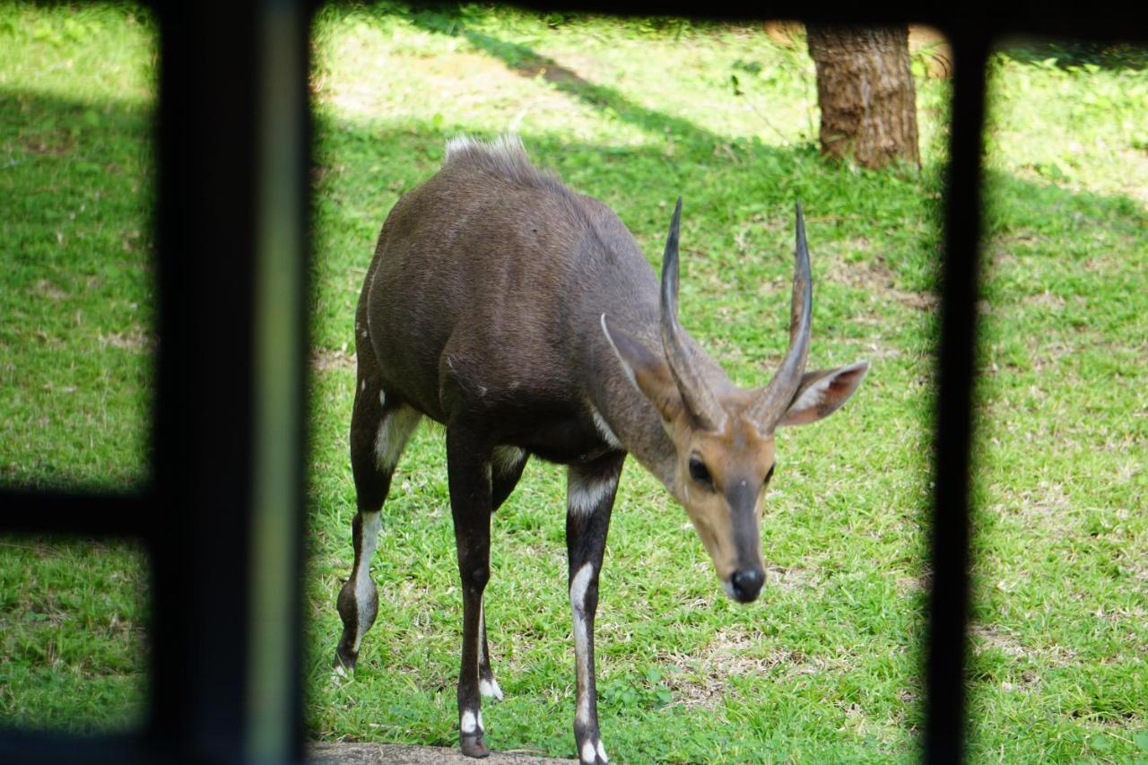 Giraffe Plains Villa Marloth Park Luaran gambar