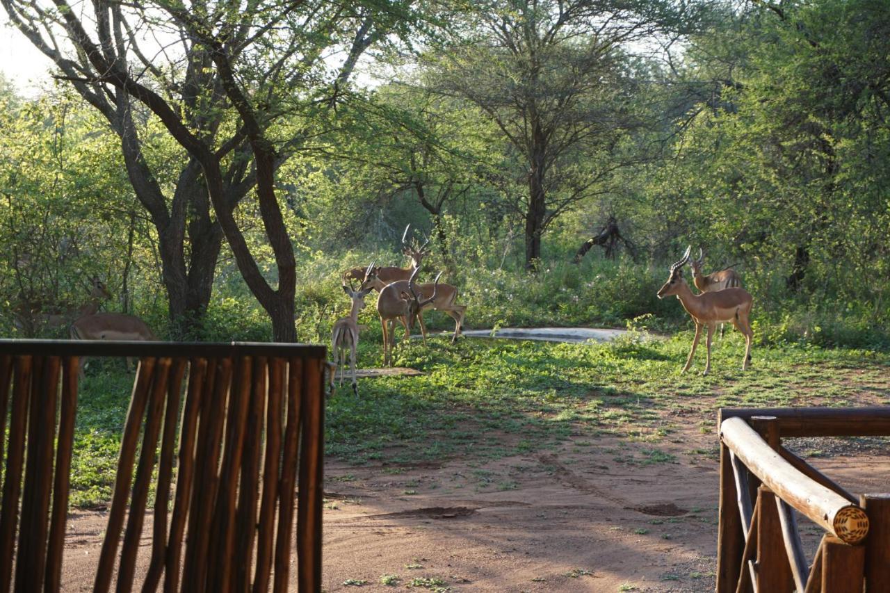 Giraffe Plains Villa Marloth Park Luaran gambar